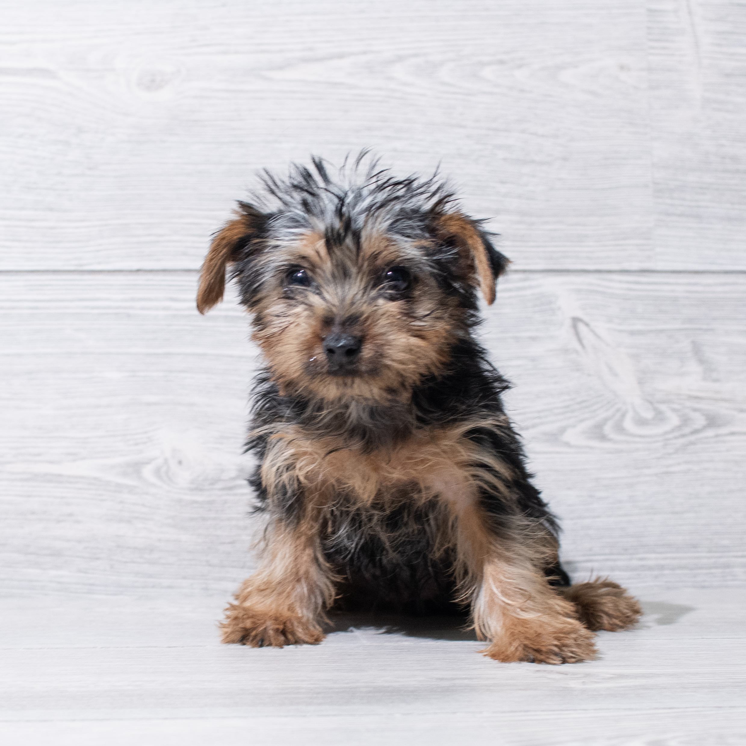 Yorkshire Terrier (F) 5192 Image #1