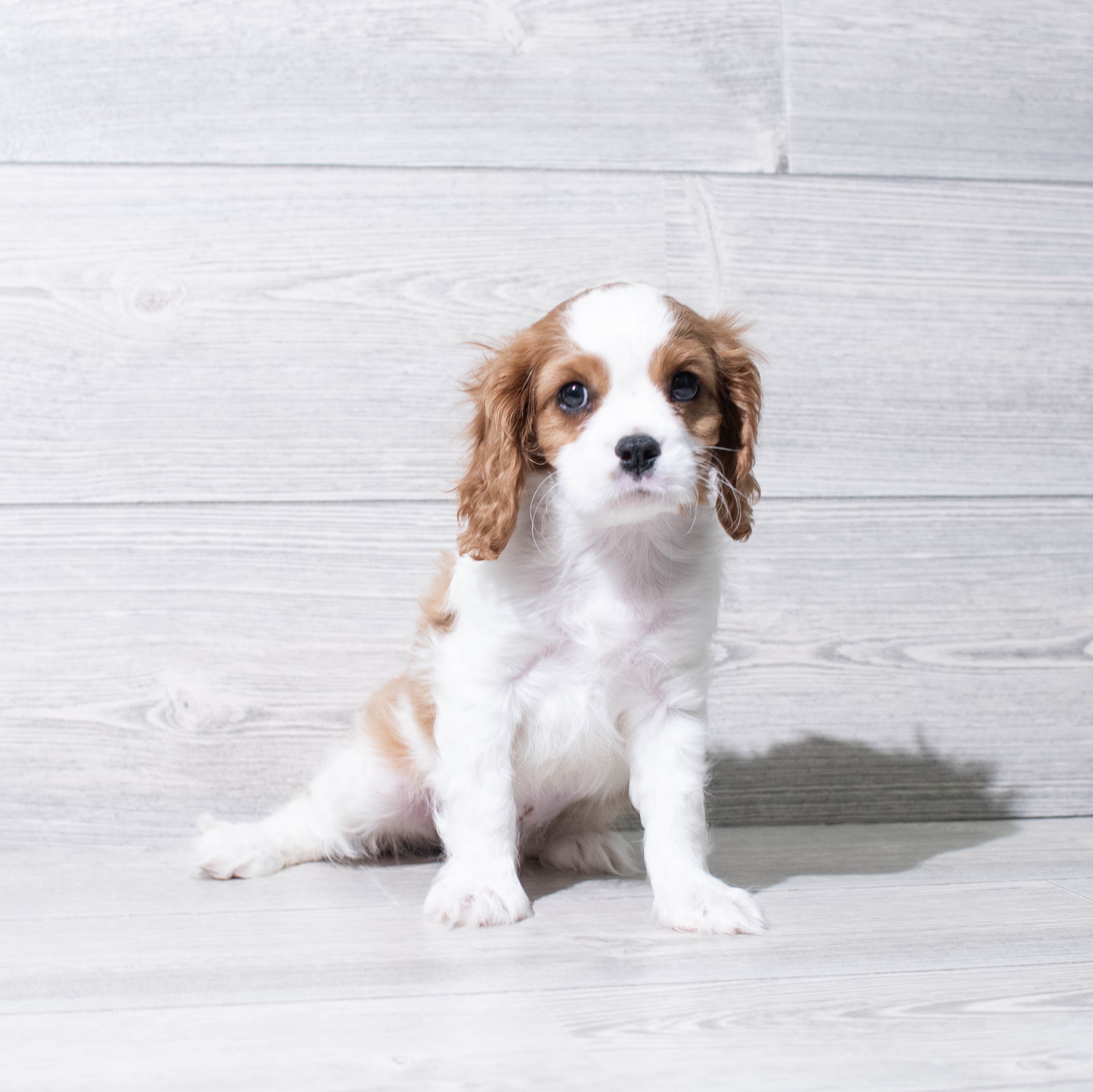 Cavalier King Charles Spaniel (M-N) 5188 Image #1