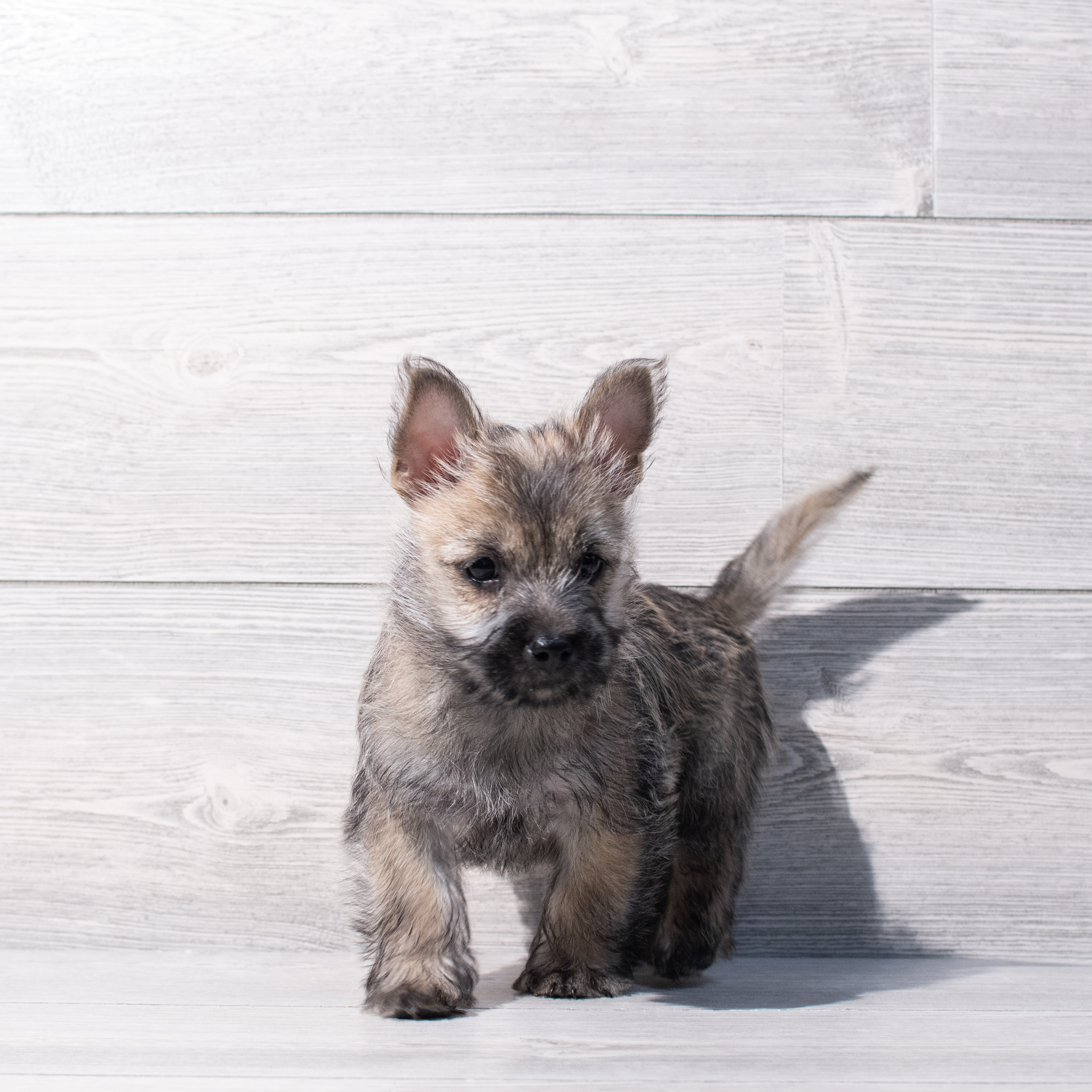 Cairn Terrier (M) 1837 Image #1
