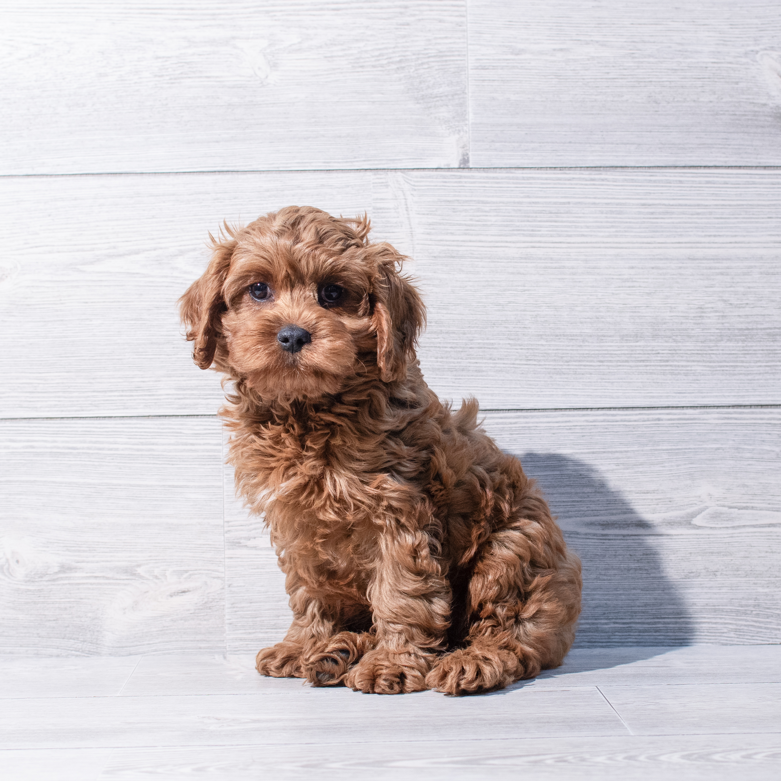 Cavapoo (M) 1843 Image #1