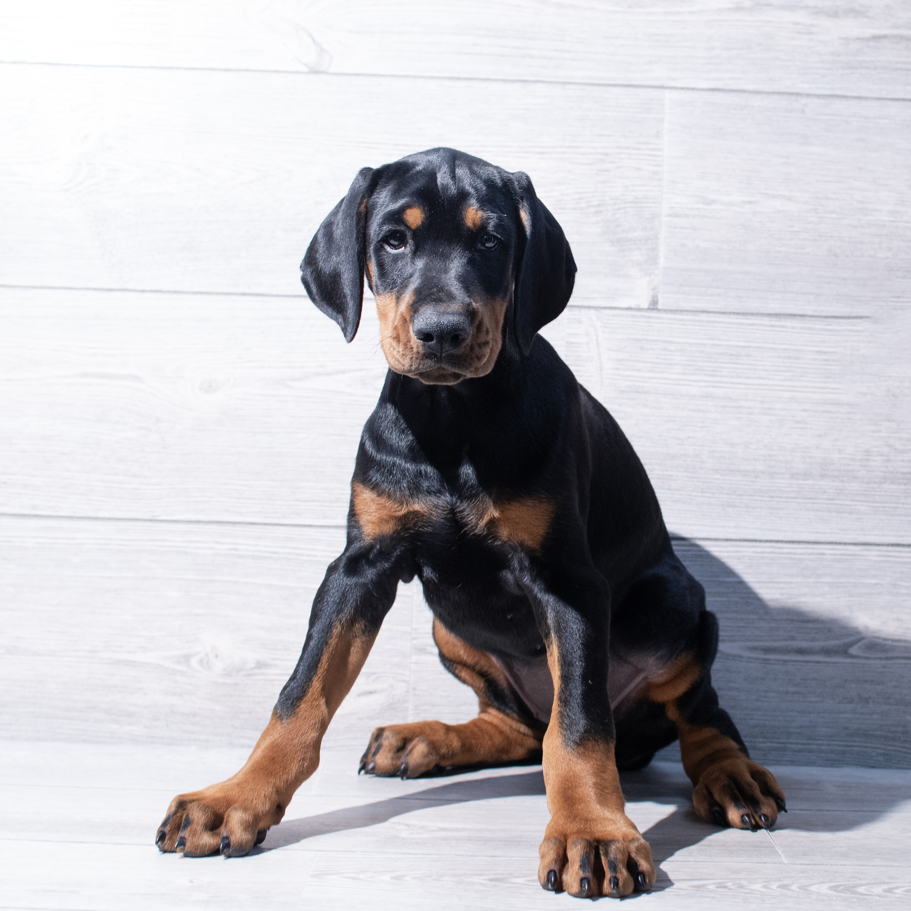 Doberman Pinscher (F) 1844 Image #1