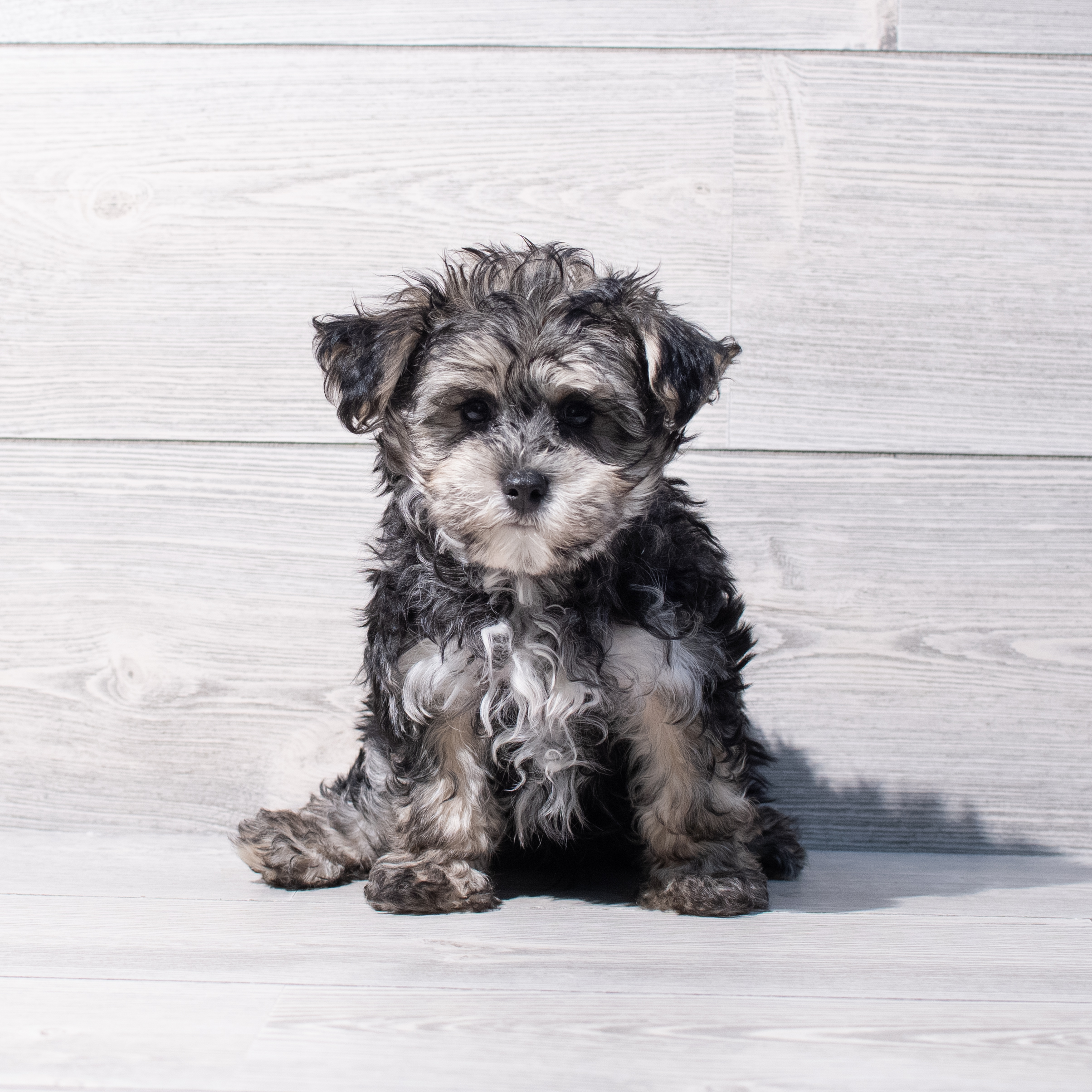 Morkie (M) 1845 Image #1