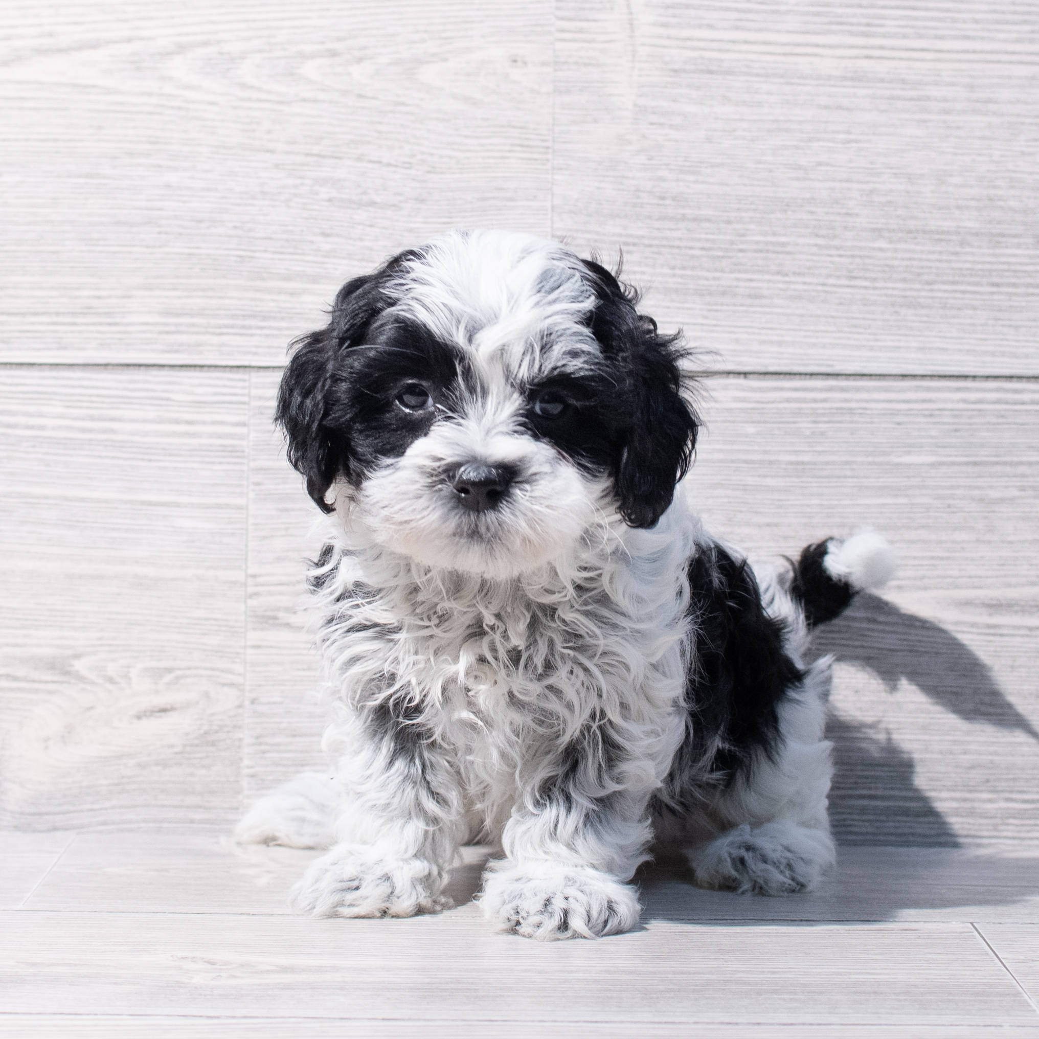 Shihpoo (M) 1838 Image #1