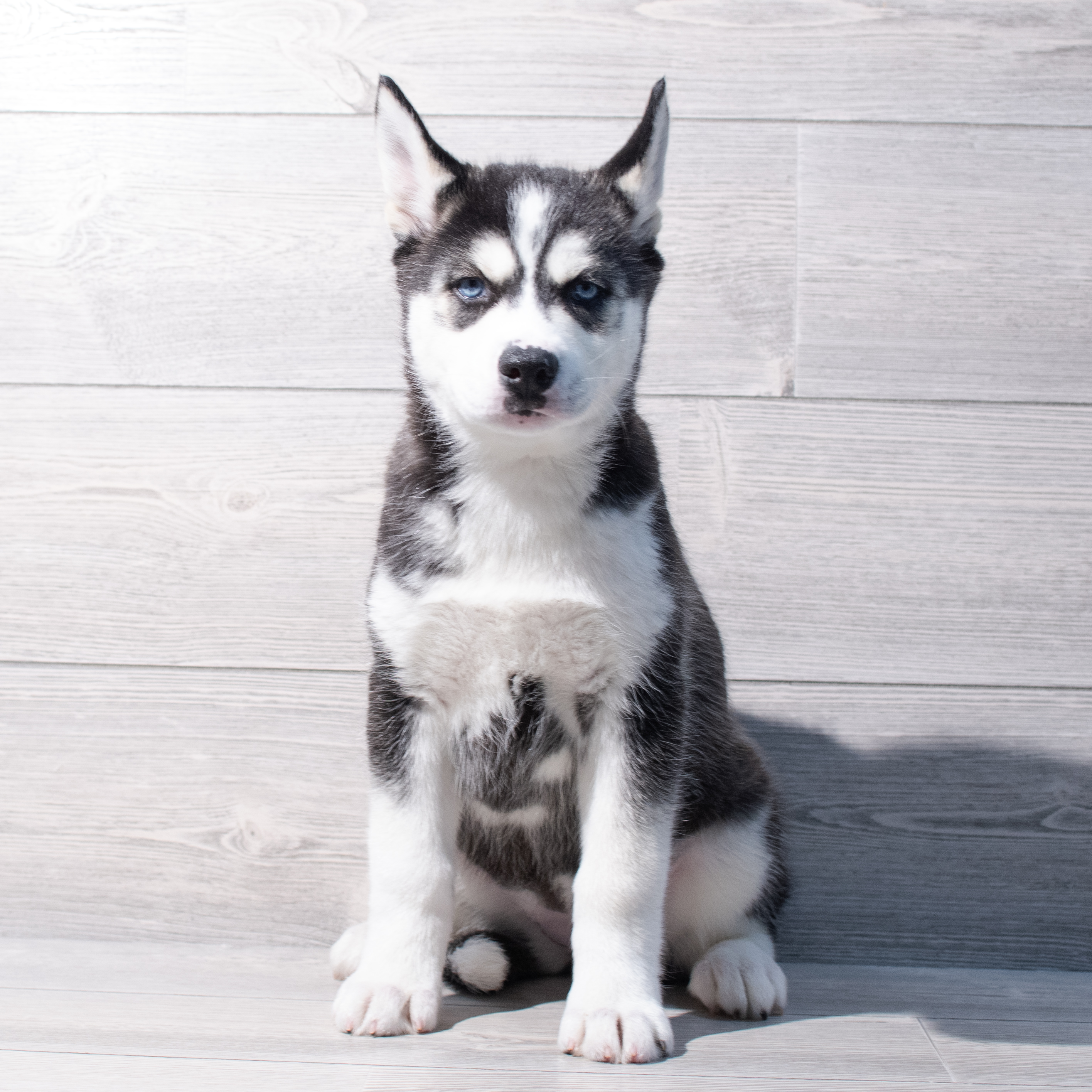 Siberian Husky (F) 1842 Image #1