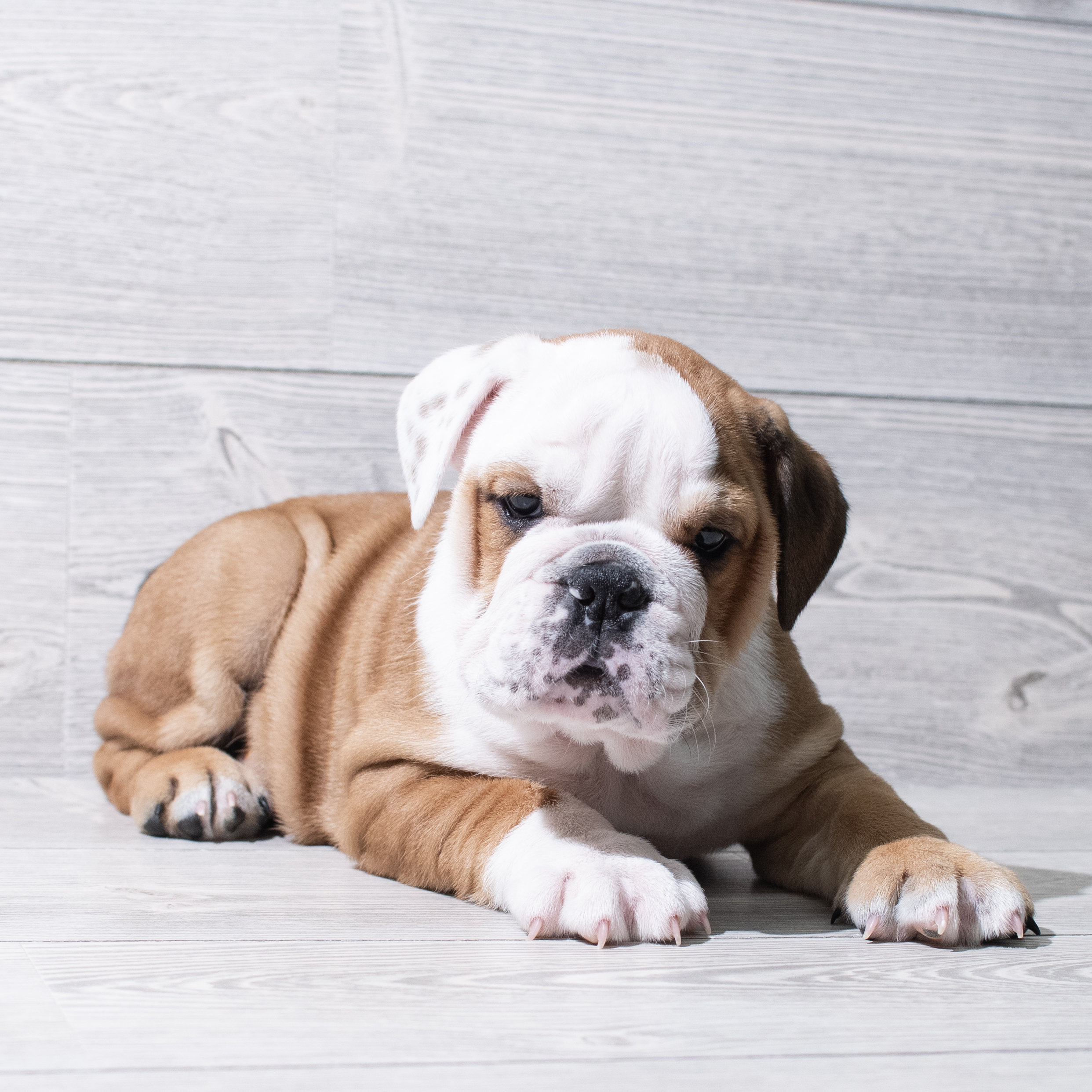 English Bulldog (M) 5208 Image #1