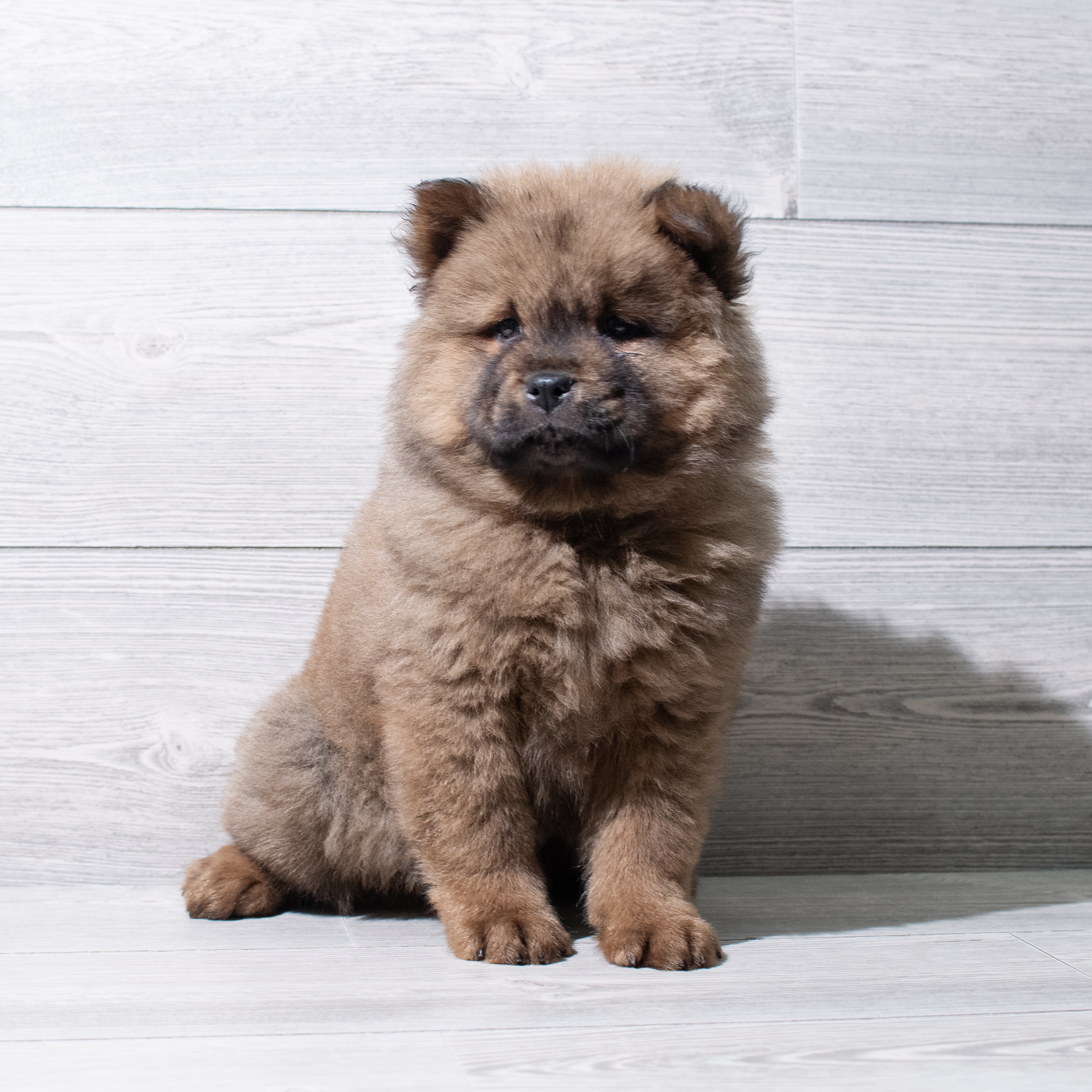 Chow Chow (M-N) 5207 Image #1