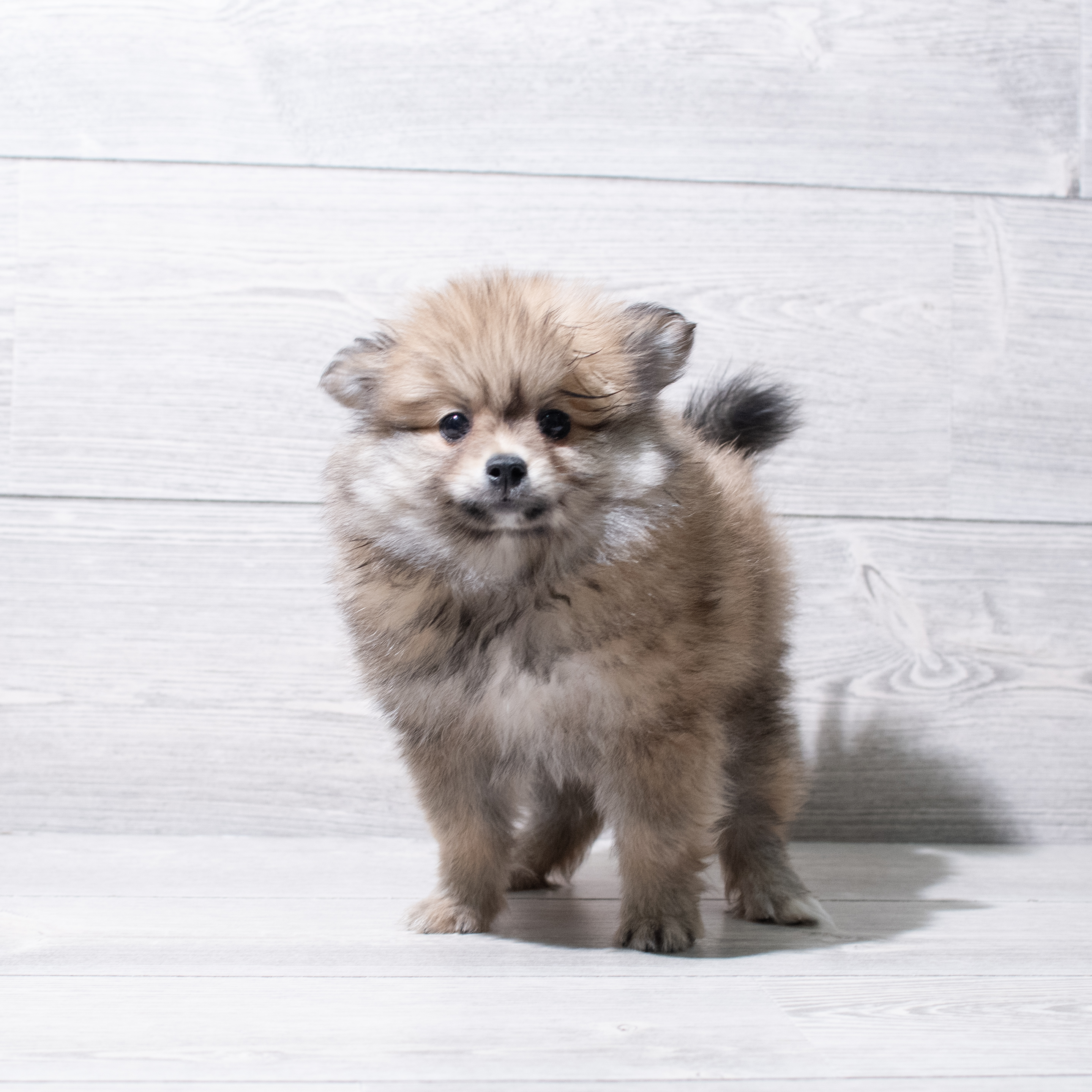 Pomeranian (M) 5211 Image #1
