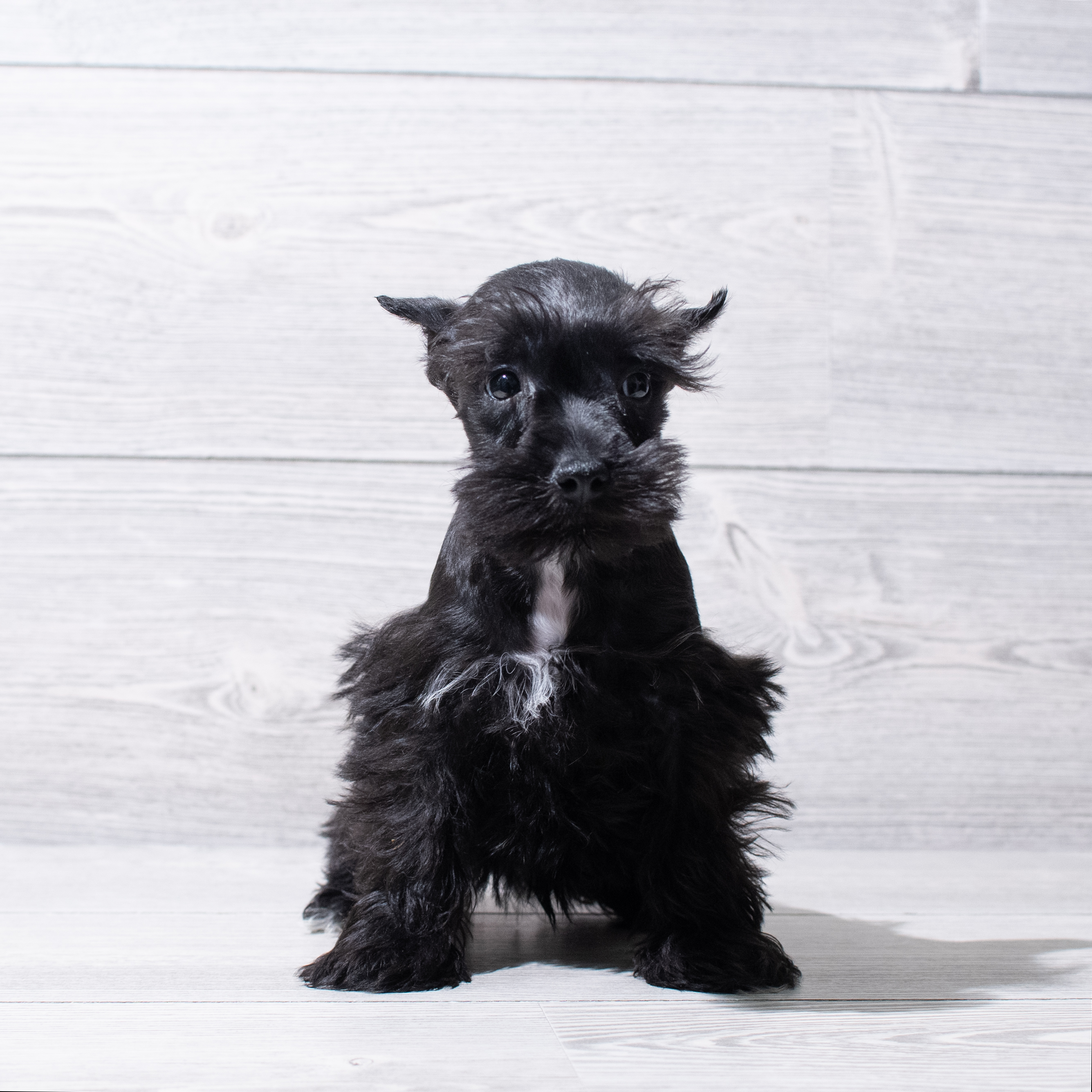 Miniature Schnauzer (M) 5204 Image #1