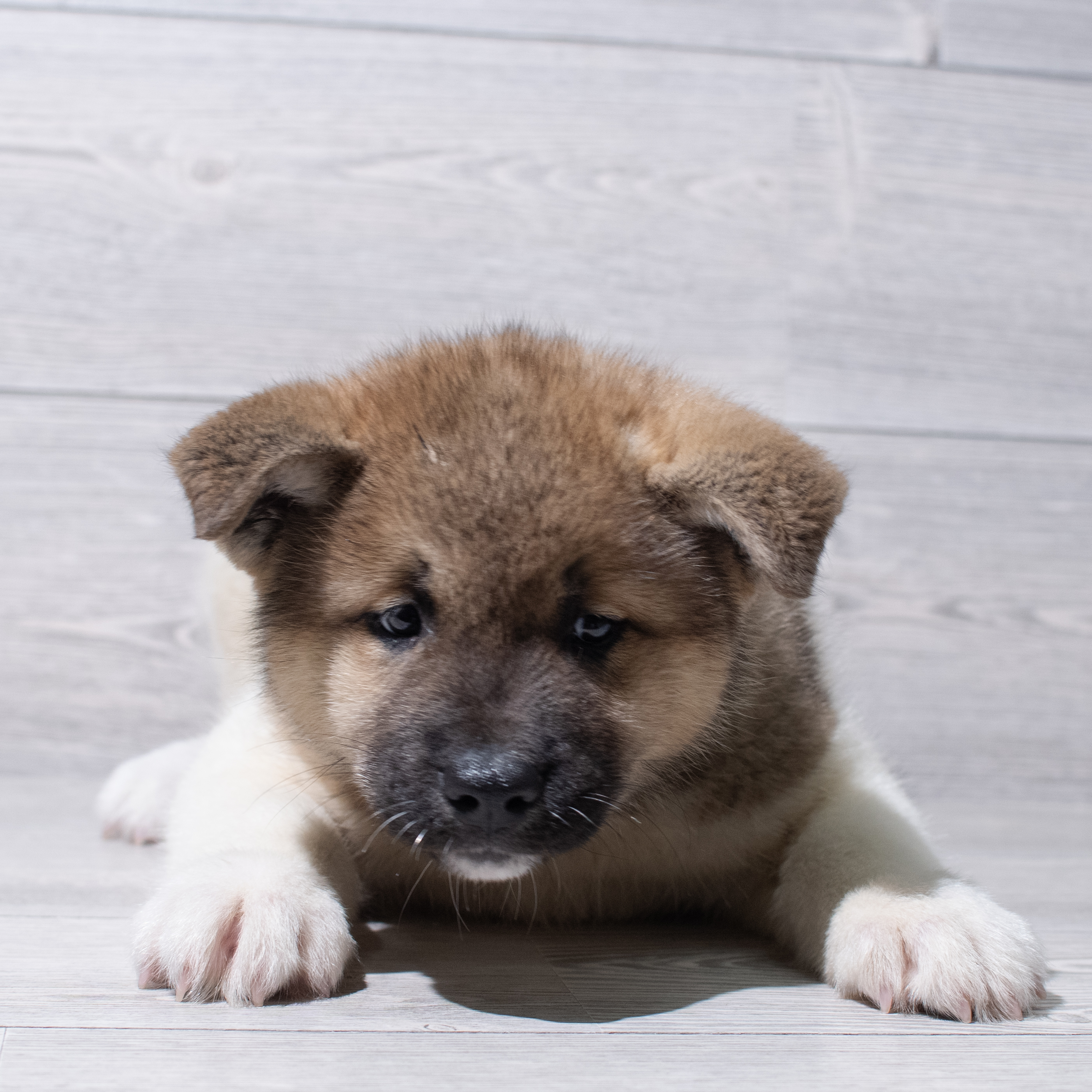Akita (F) 5198 Image #1