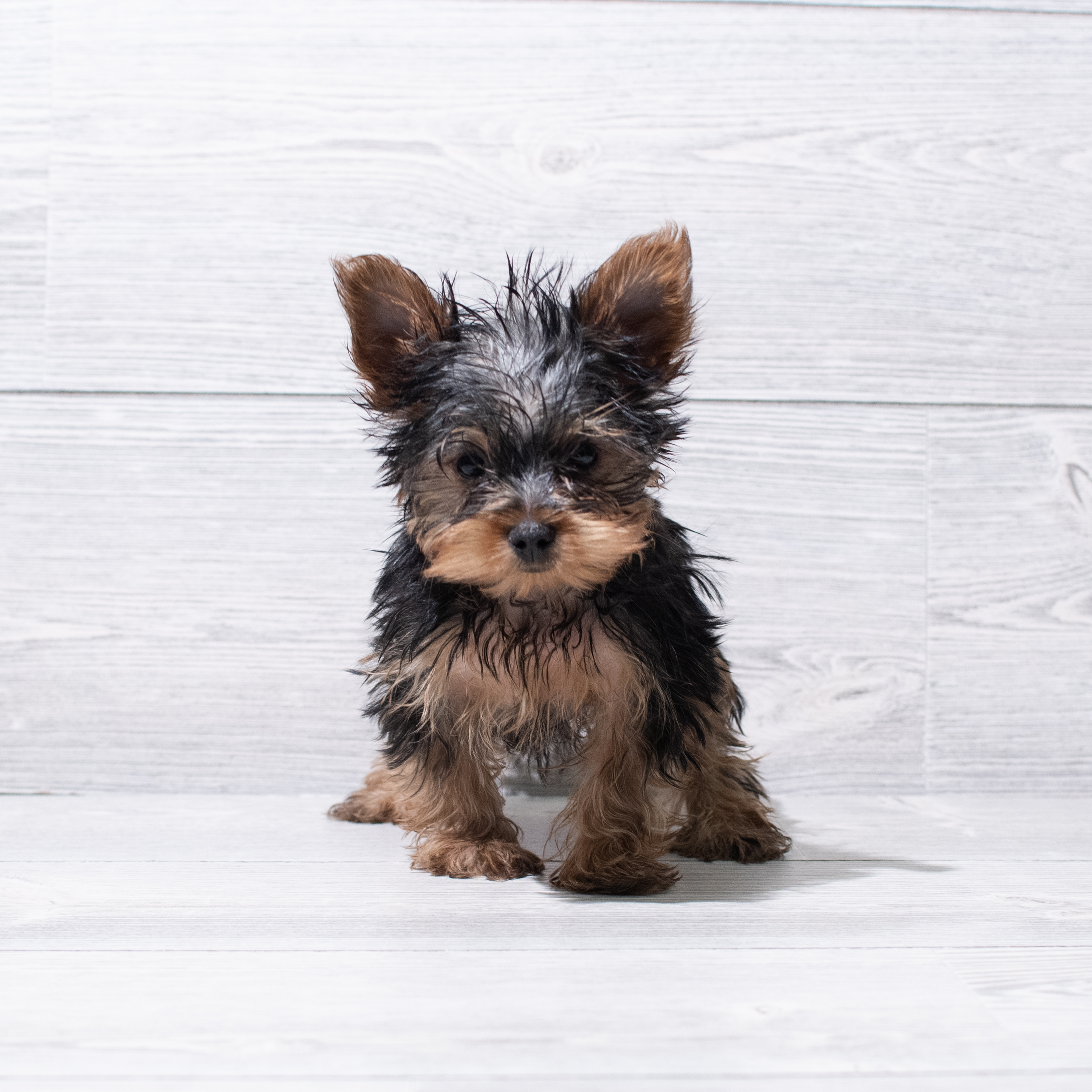 Yorkshire Terrier (M) 5213 Image #1