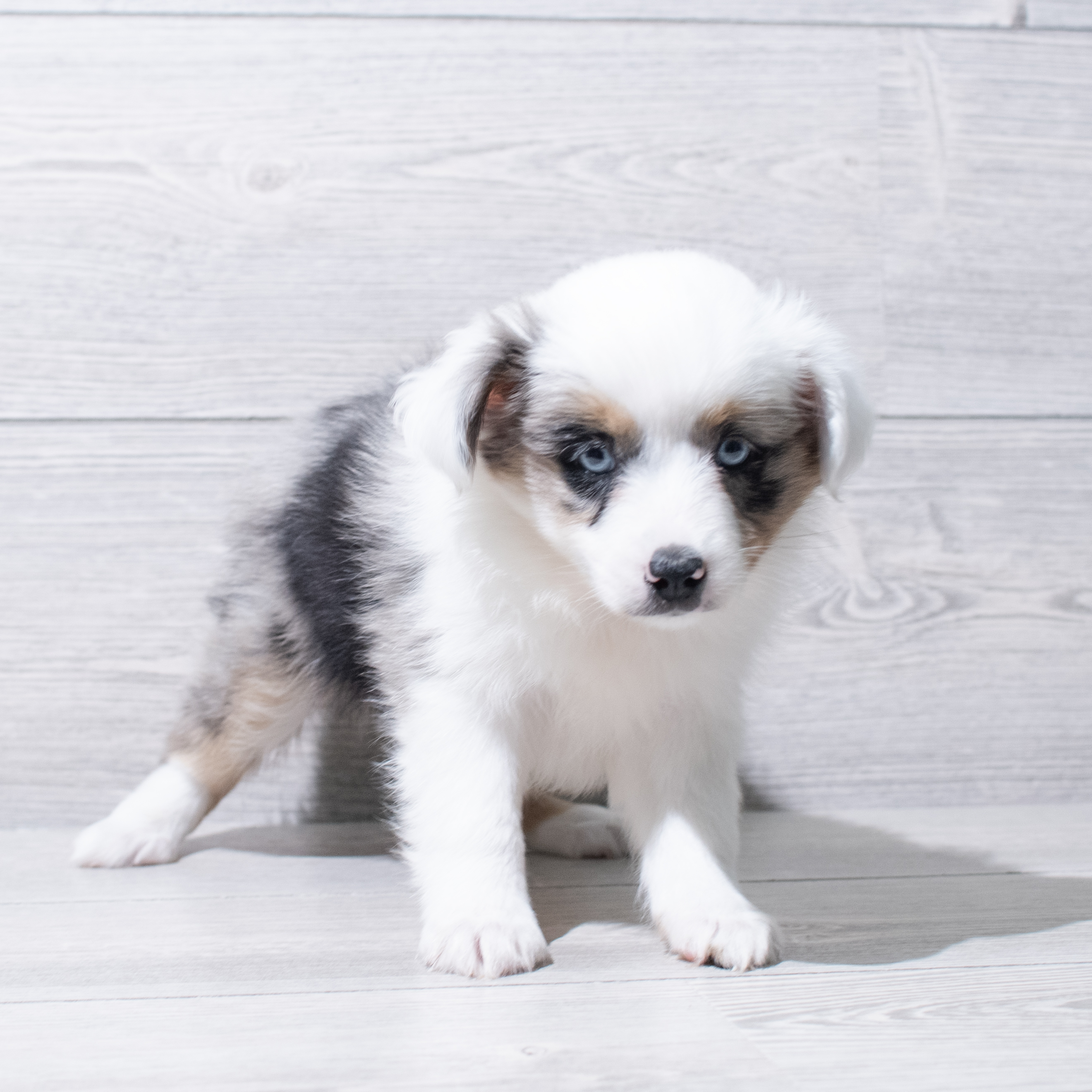 Toy Australian Shepherd (M) 5199 Image #1