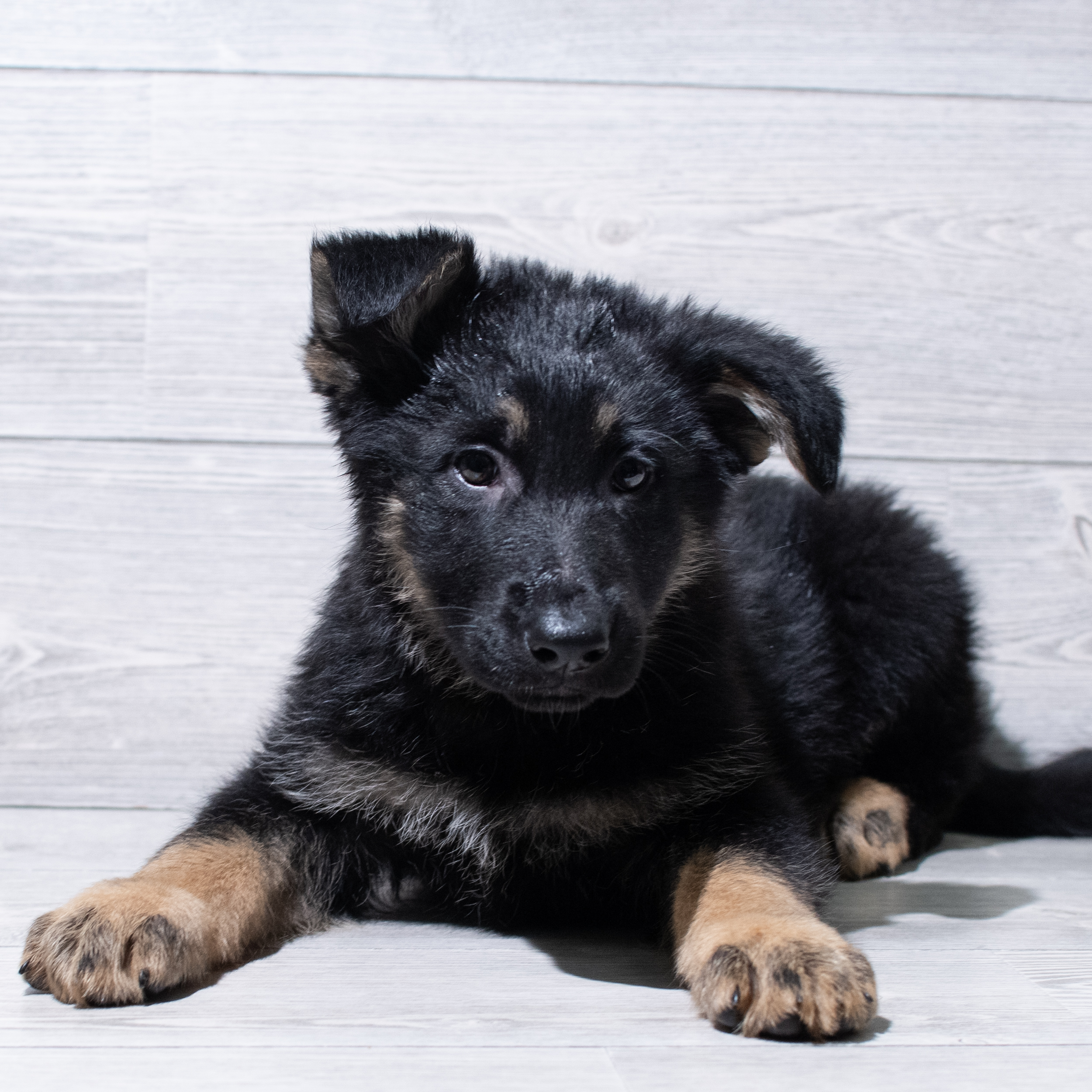 German Shepherd Dog (F) 5209 Image #1
