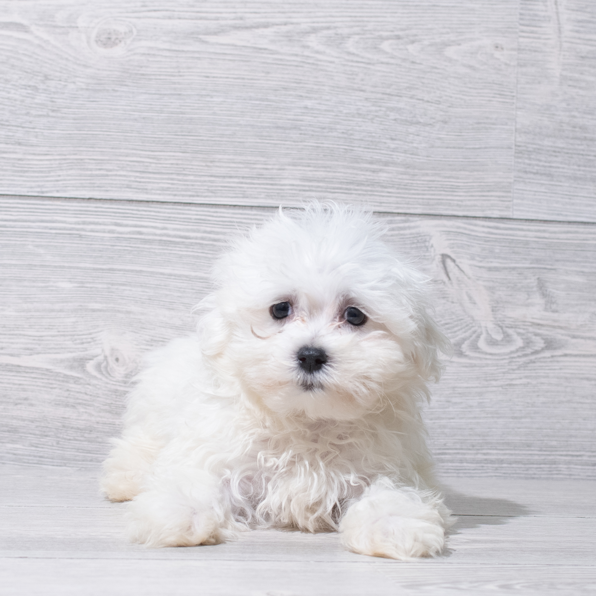Maltese (M) 5203 Image #1