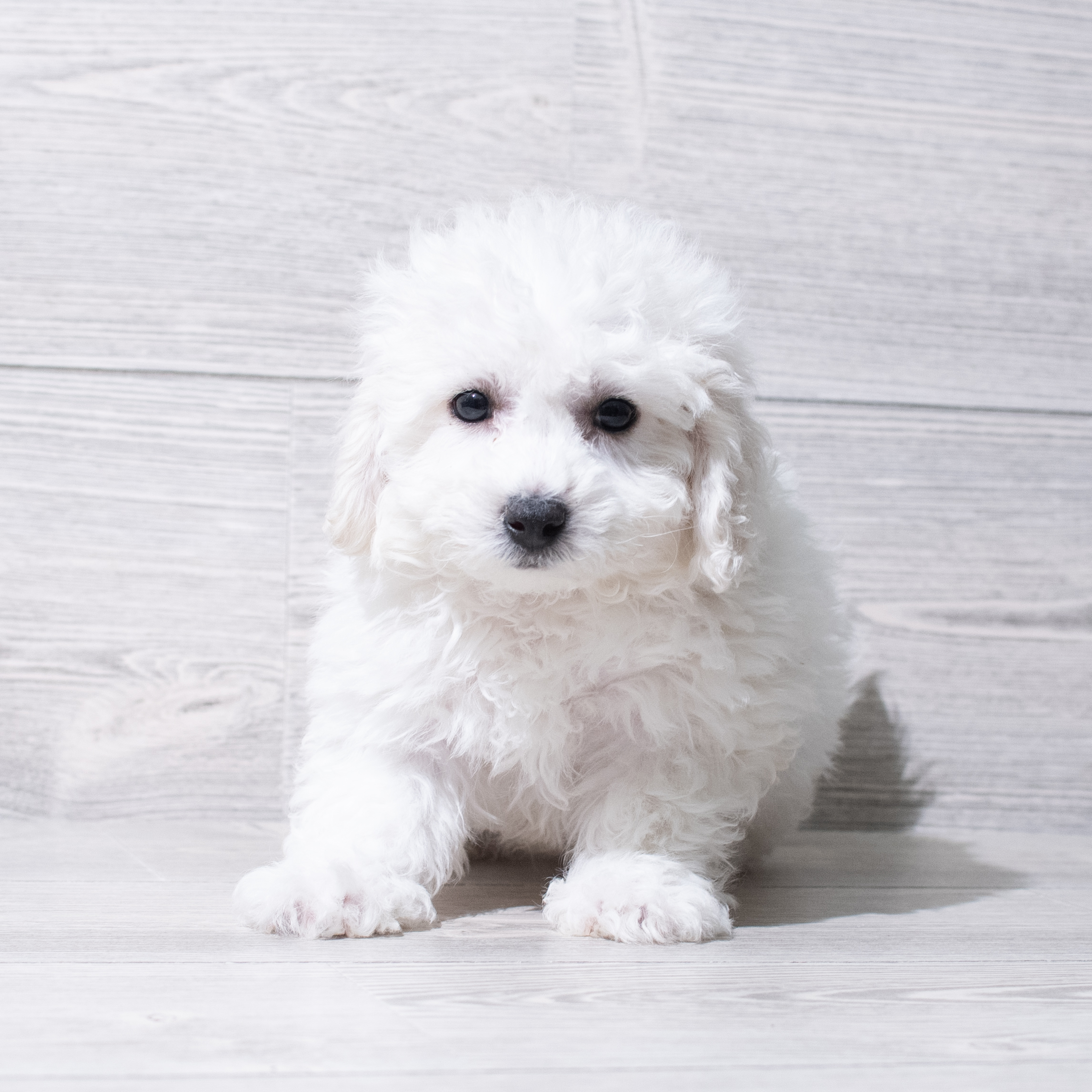 Bichon Frise (M) 5200 Image #1