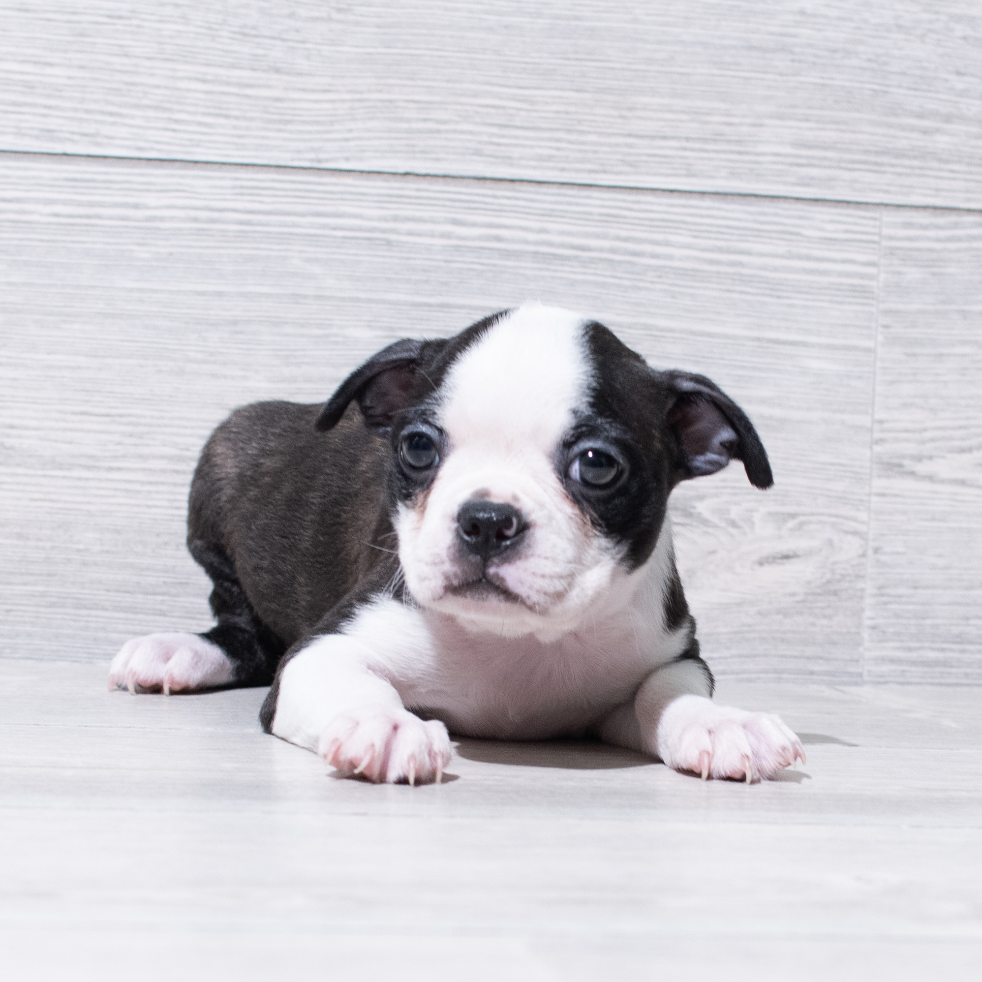 Boston Terrier (F) 5206 Image #1