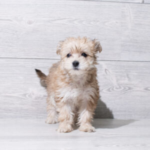 Morkie (F) 5194