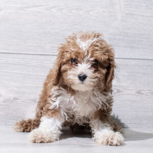 Cavapoo (M) 5196