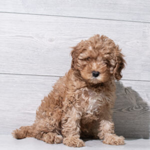 Cavapoo (F) 5193