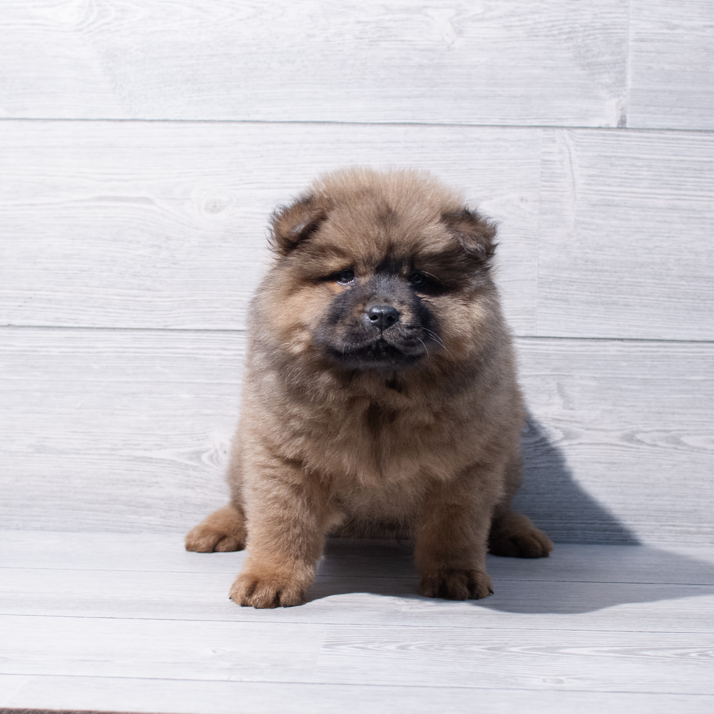 Chow Chow (F) 1852 Image #1