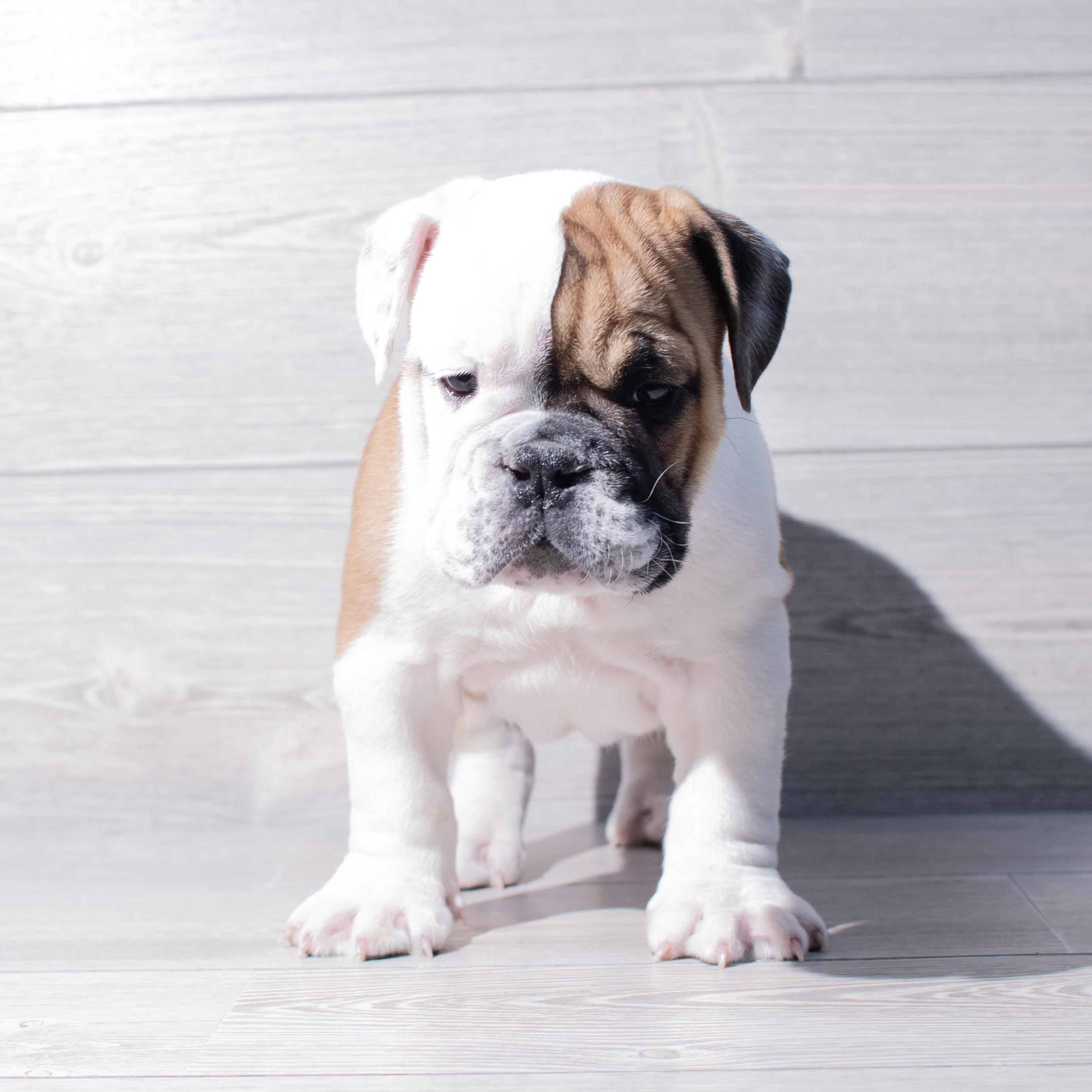 English Bulldog (M) 1853 Image #1