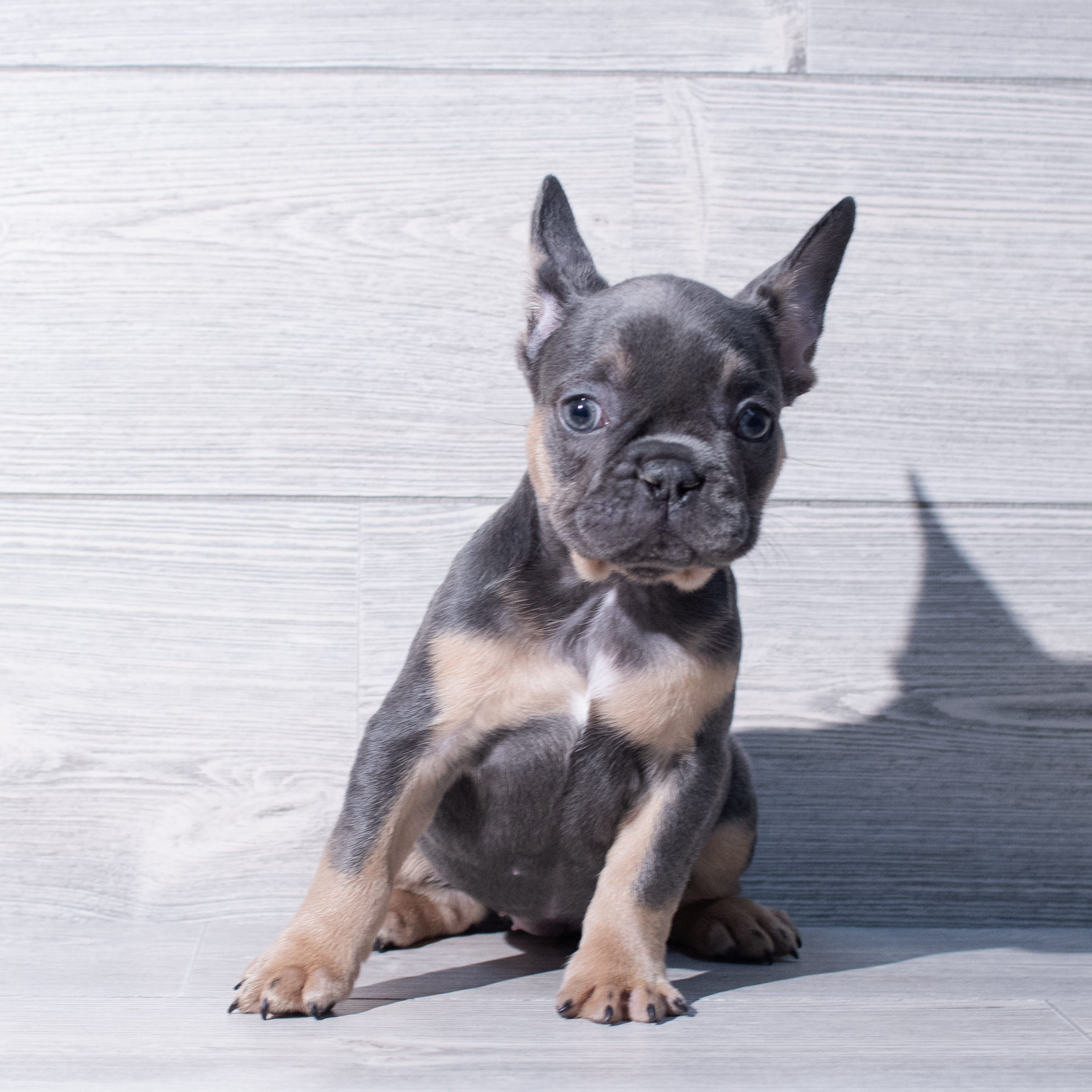 French Bulldog (F) 1854 Image #1
