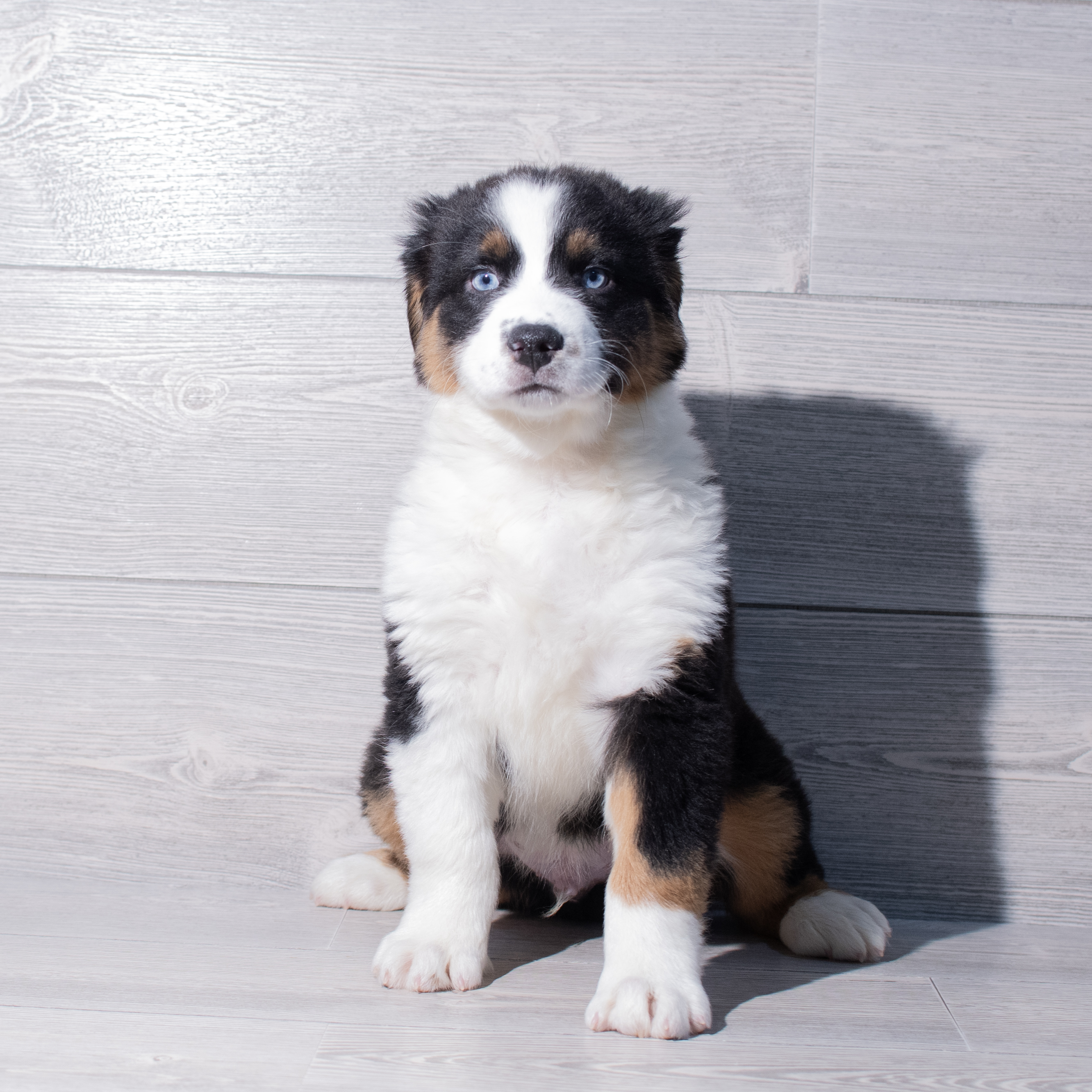 Australian Shepherd (M) 1851 Image #1