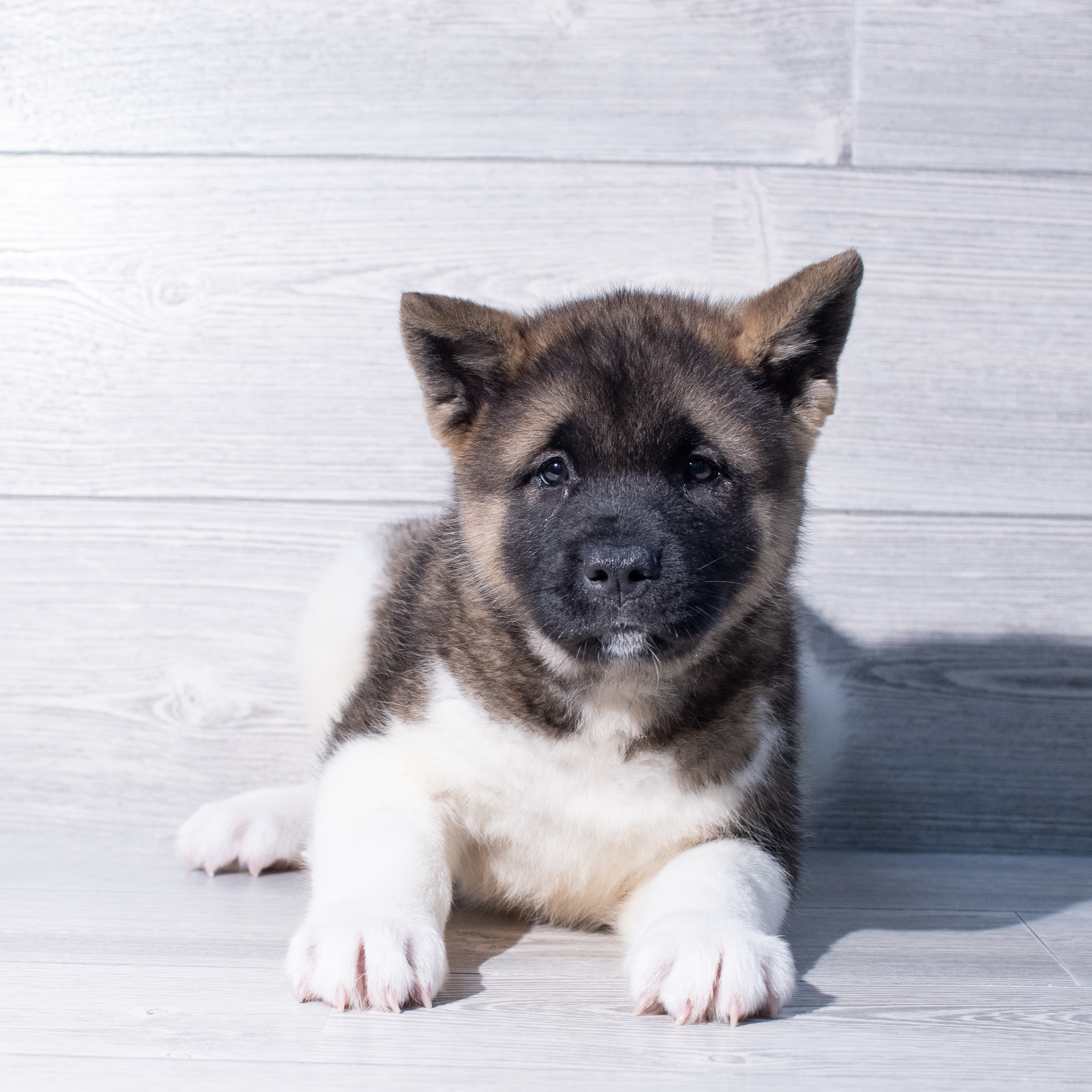 Akita (F) 1849 Image #1