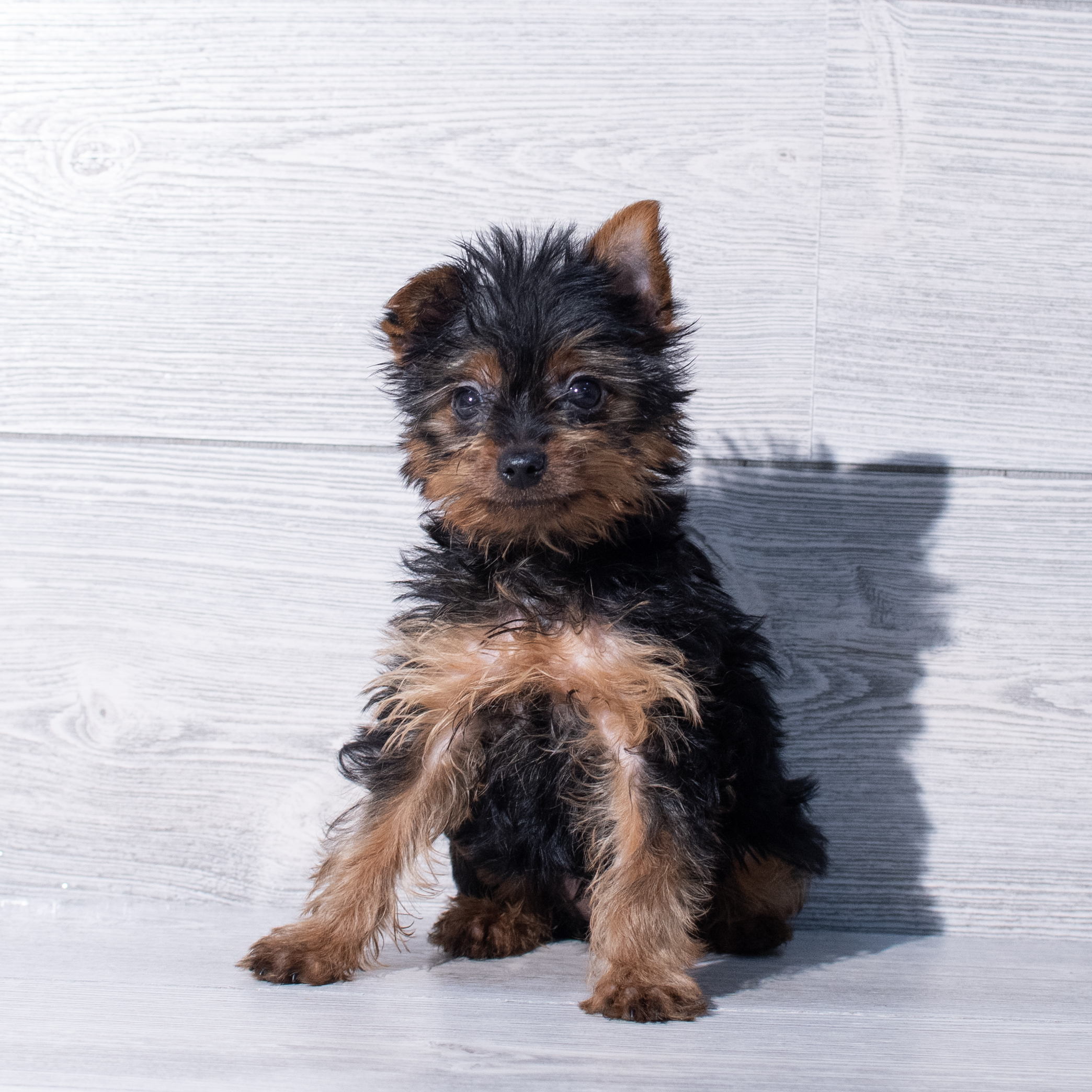 Yorkshire Terrier (F) 1856 Image #1