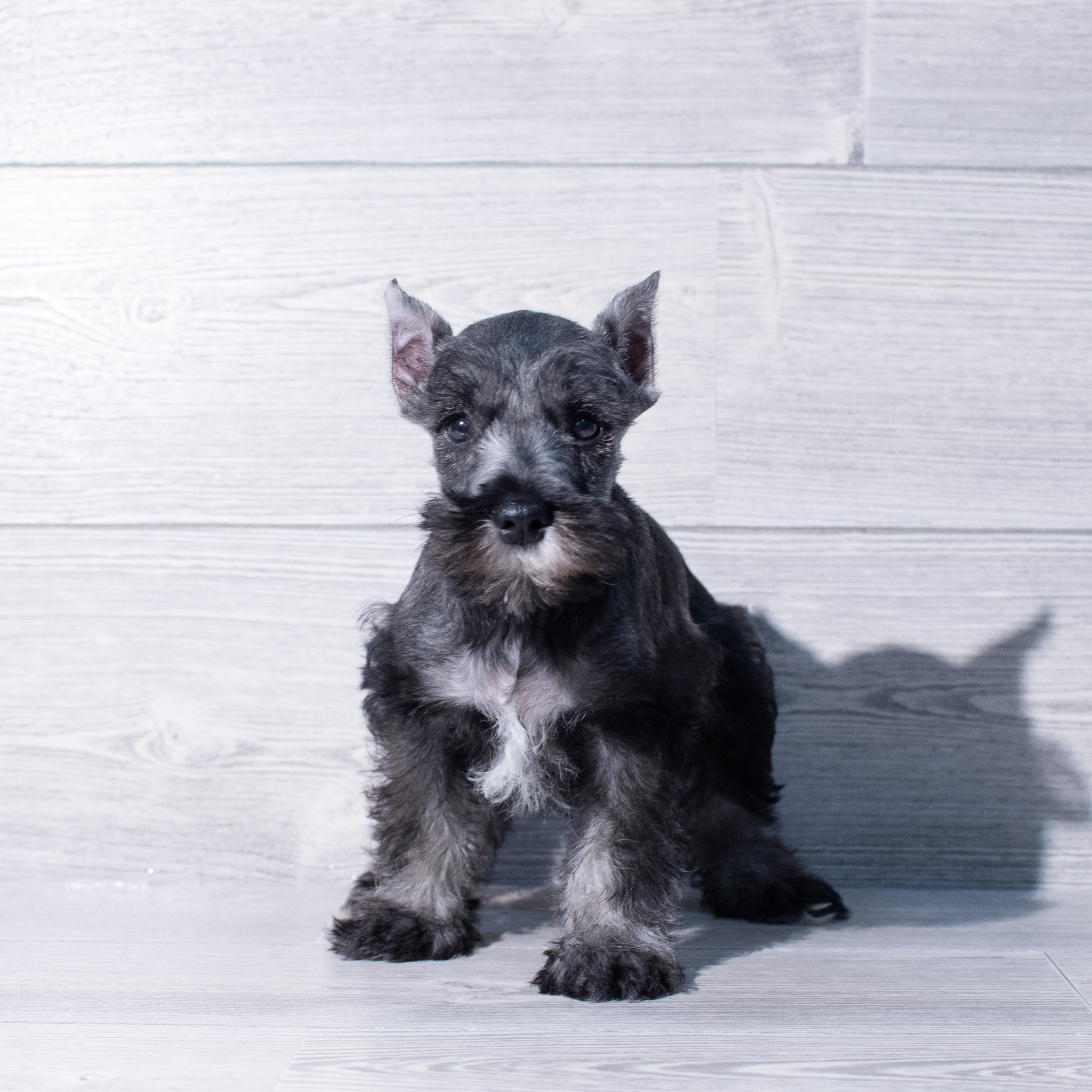 Miniature Schnauzer (M) 1848 Image #1