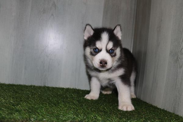 Siberian Husky (M) 1870 Image #2