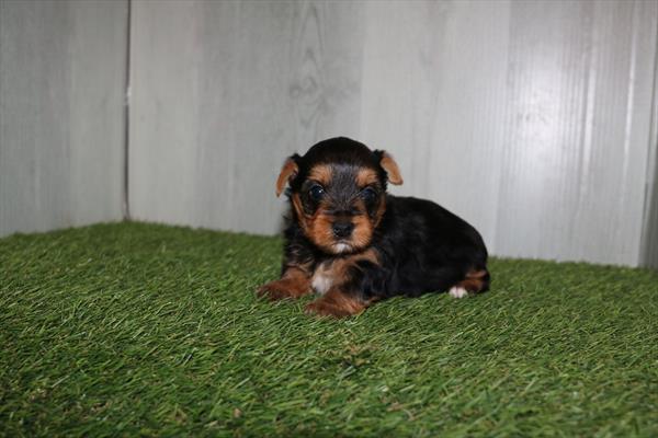 Yorkshire Terrier (M) 1862 Image #2