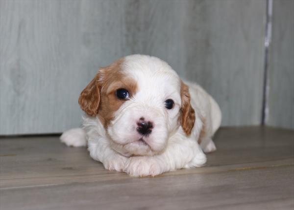 Cavachon (M) 1867 Image #2