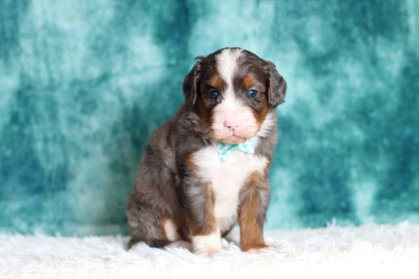 Bernedoodle Mini (M) 5220 Image #2
