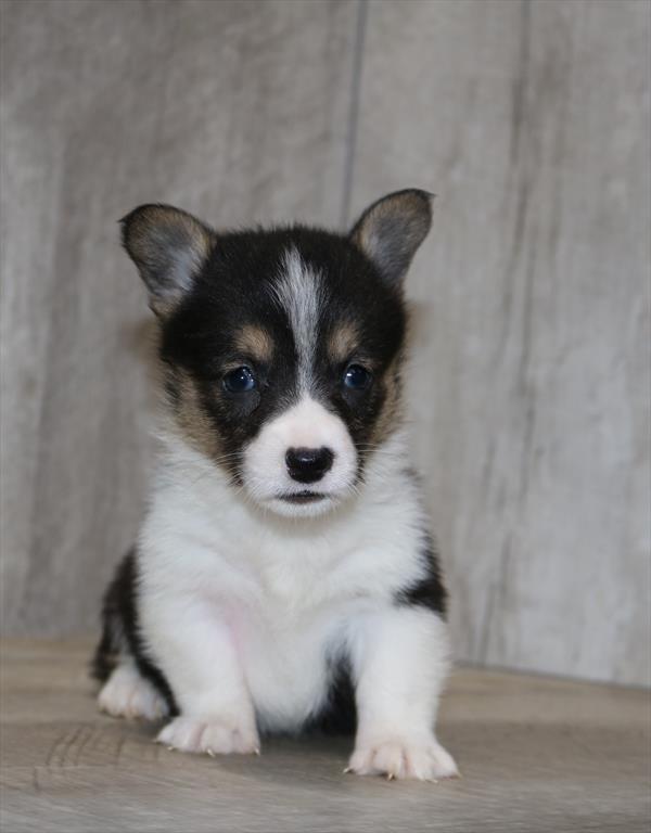 Pembroke Welsh Corgi (F) 1863 Image #2