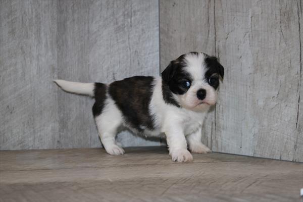 Shih Tzu (F) 1866 Image #2