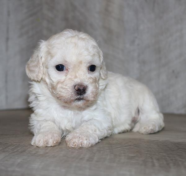 Daisy Dog (M) 1864 Image #2