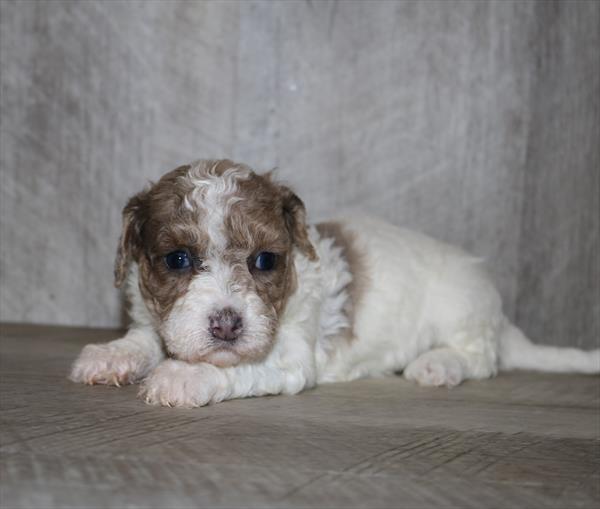 Daisy Dog (M) 1865 Image #2