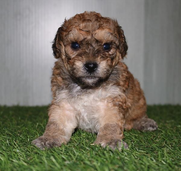Poochon (M) 1868 Image #2