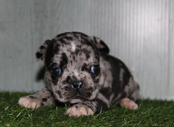Frenchton (F) 5252 Image #2