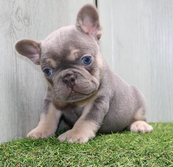 French Bulldog (M) 1869 Image #2