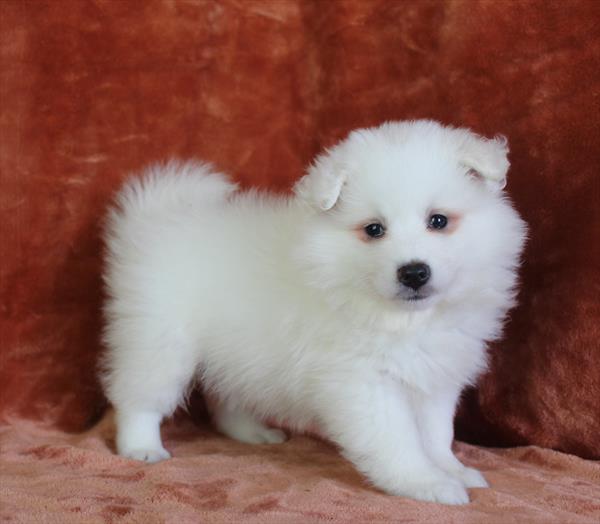 American Eskimo Dog (M) 1871 Image #2
