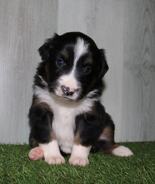 Miniature Australian Shepherd (F) 1887 Image #2