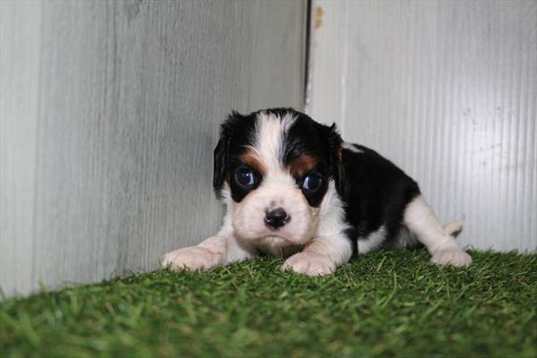 Cavalier King Charles Spaniel (F) 5256 Image #2