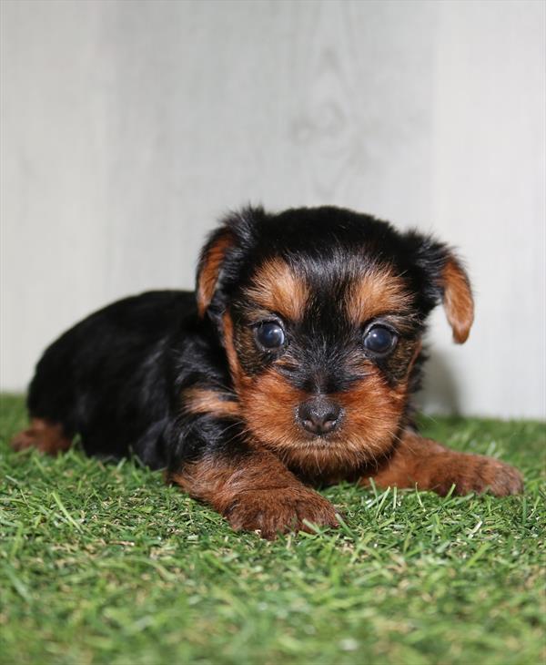 Yorkshire Terrier (F) 1889 Image #2