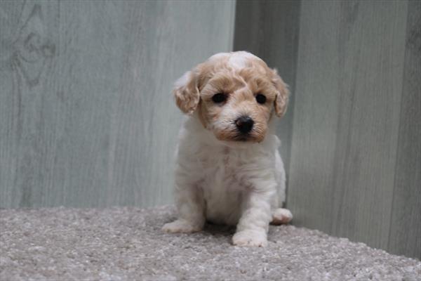 Teddy Bear (F) 5246 Image #2