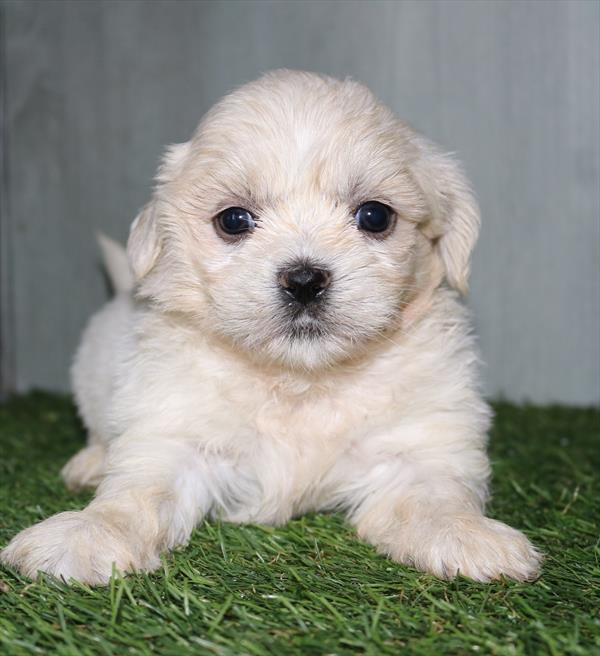 Shih Tzu (F) 5242 Image #2