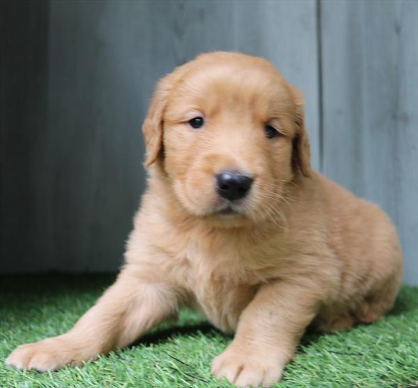 Golden Retriever (M) 5251 Image #2