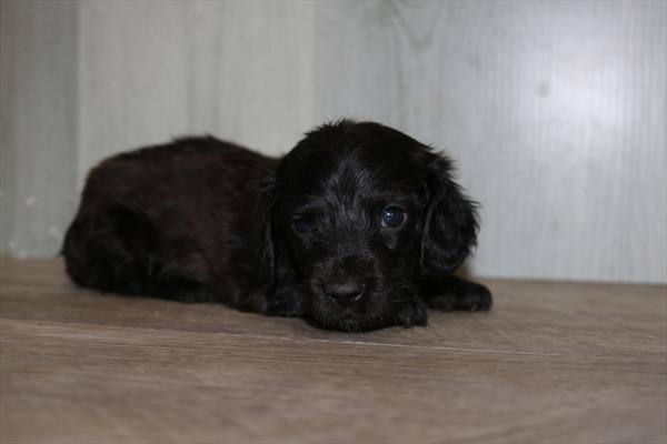 Dachshund (F) 5254 Image #2
