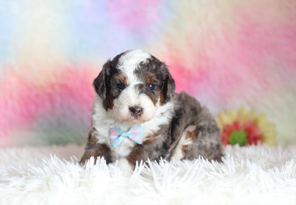 Bernedoodle Mini F1b (M) 5284 Image #2