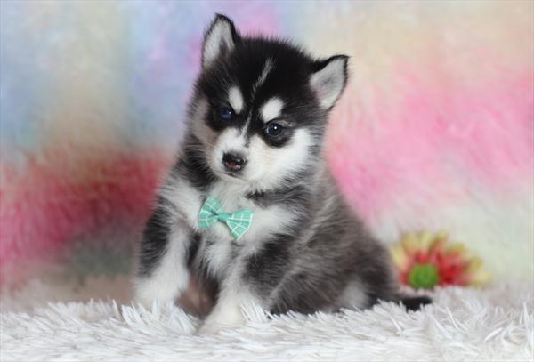 Pomsky (M) 1883 Image #2